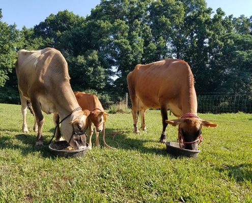 cows